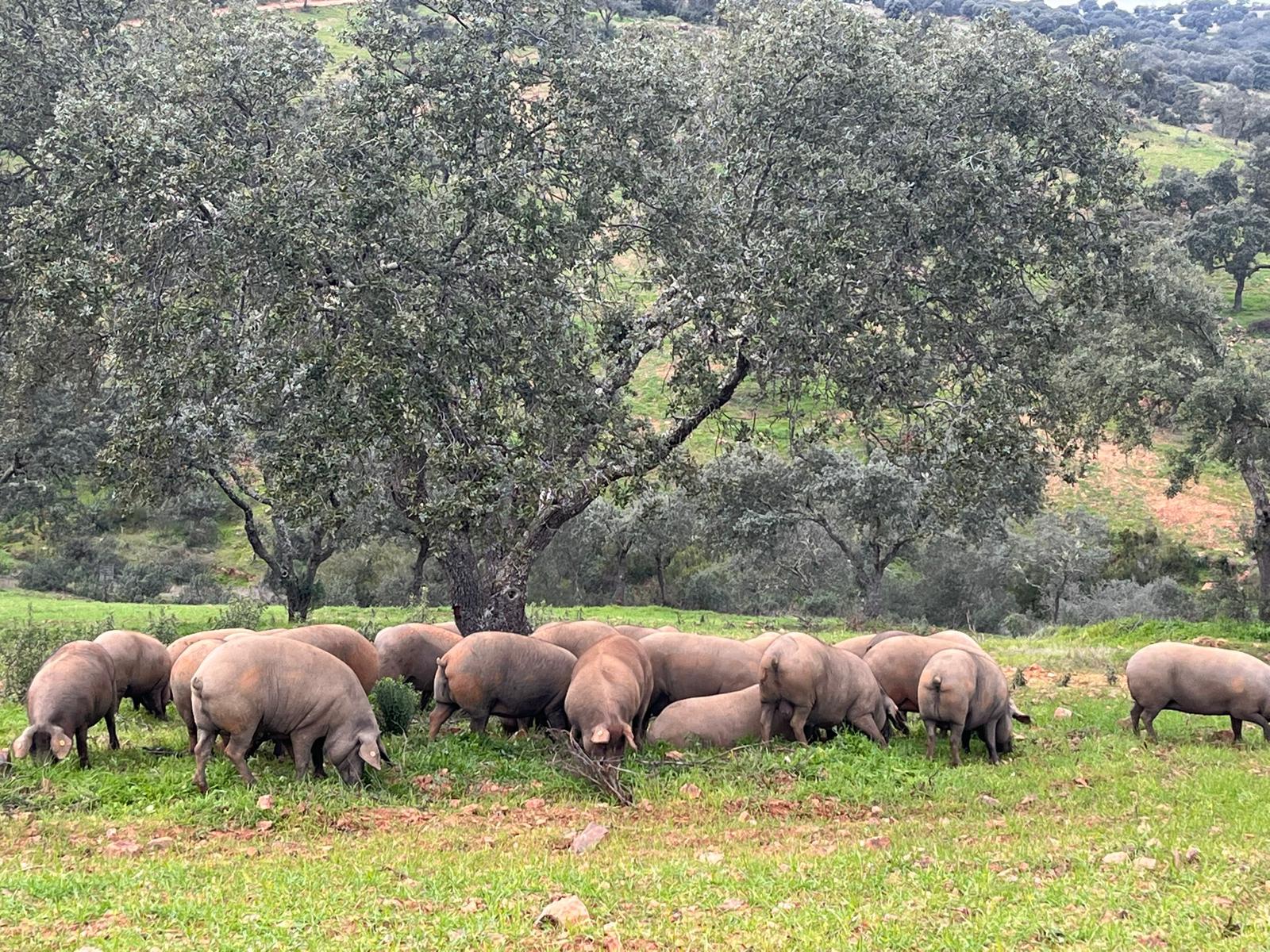 montanera del cerdo ibérico